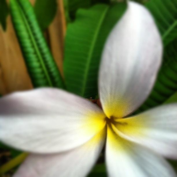 Plumerias Are So Delicate Photograph by Pam Karter