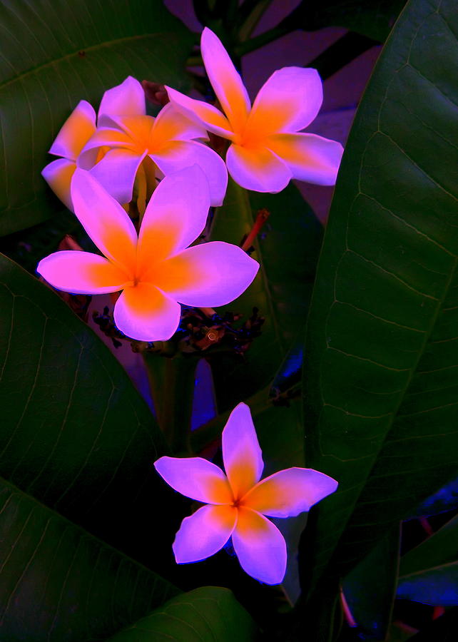 Nature Photograph - Plumerias in Pink Glow by Randall Stone