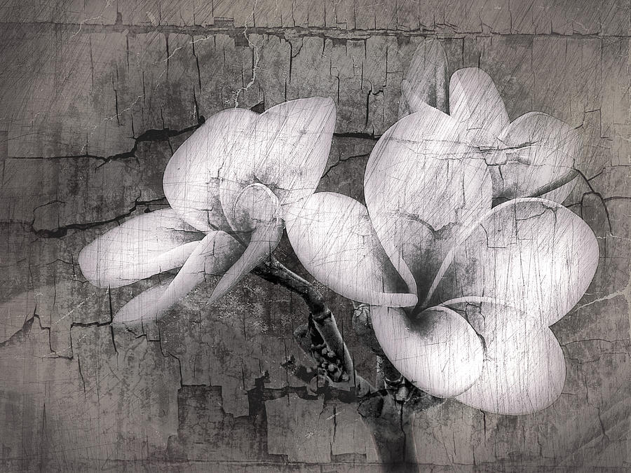 Plumiera in Black and White Digital Art by James Steele