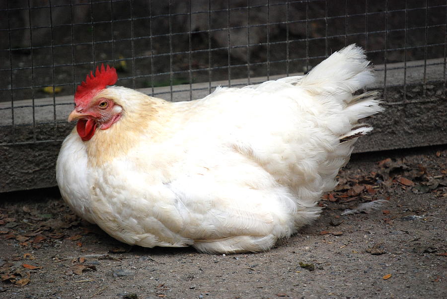 Plump chicken Photograph by Kathy Gibbons
