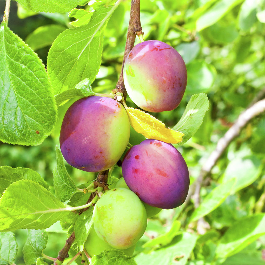 Nature Photograph - Plums by Tom Gowanlock