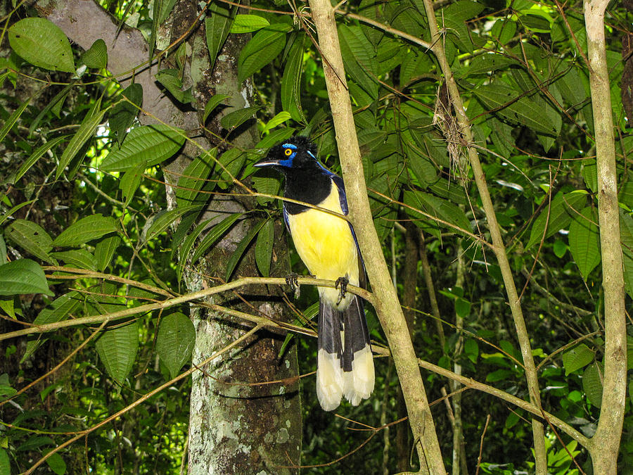 Plush-crested Jay Photograph by David Gleeson