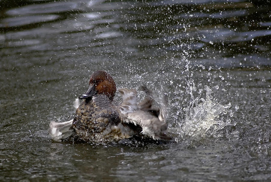 Duck Photograph - Pochard Duck by Denise Swanson