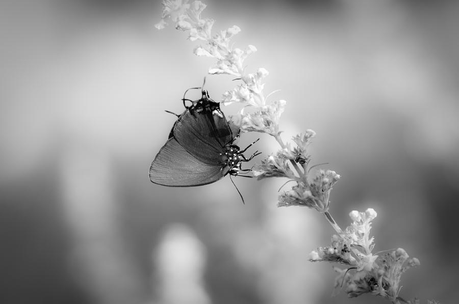 Butterfly Photograph - Poem for a Butterfly by Briar Richard