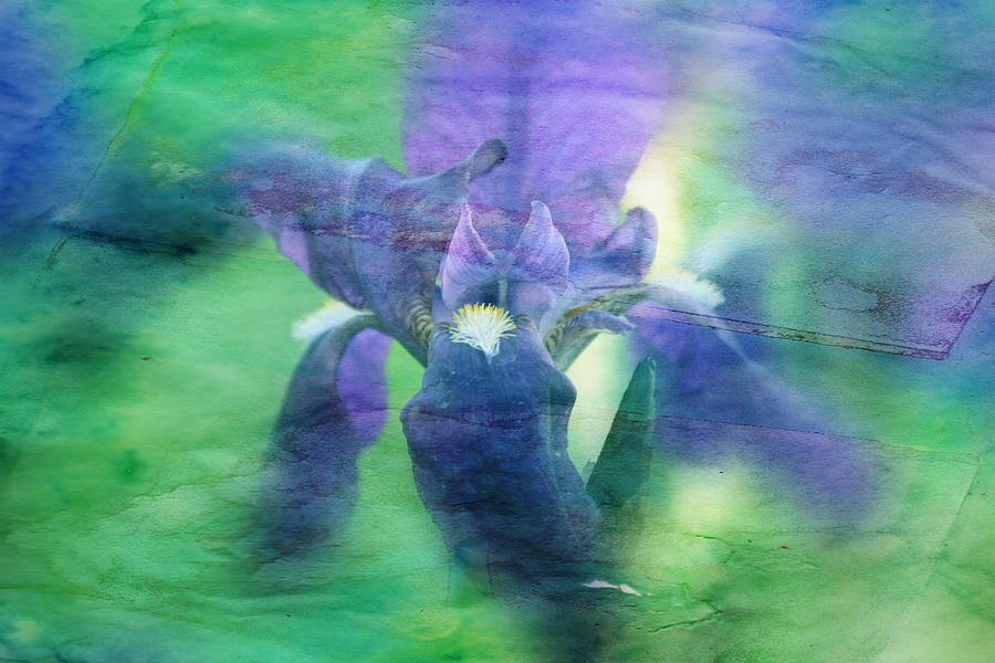 Poetic Iris 2 Photograph by Toni Hopper