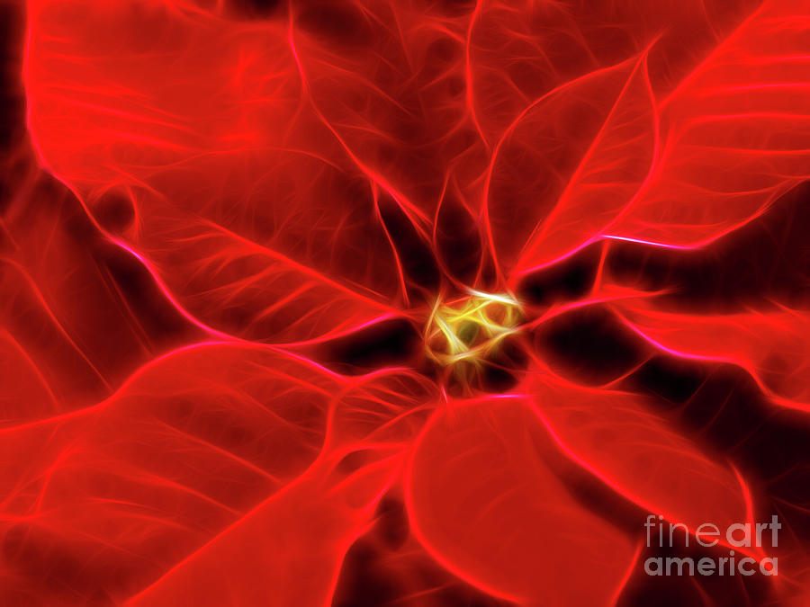 Poinsettia red Christmas flower abstract artwork Photograph by Maxim Images Exquisite Prints