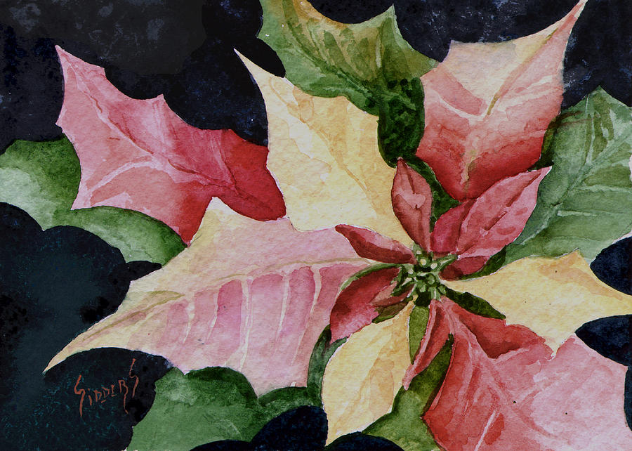 Poinsettia Painting by Sam Sidders