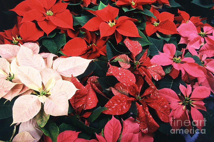 Poinsettias Photograph by Science Source