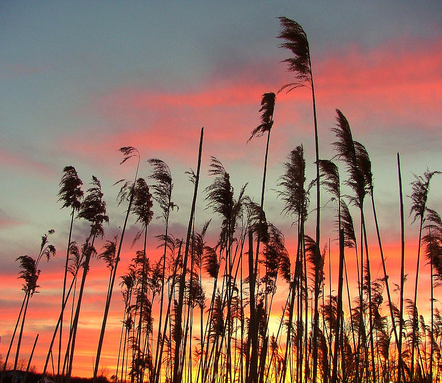 Point Pelee Sunset Photograph by Don Downer - Fine Art America