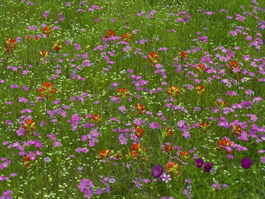 Pointed Phlox And Indian Paintbrushes Photograph by Tim Fitzharris