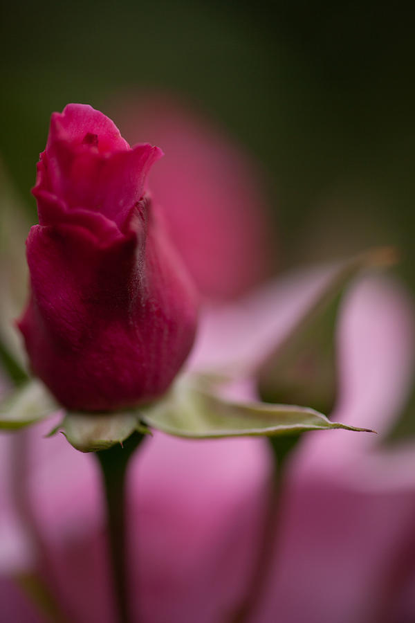 Rose Photograph - Pointedly by Mike Reid