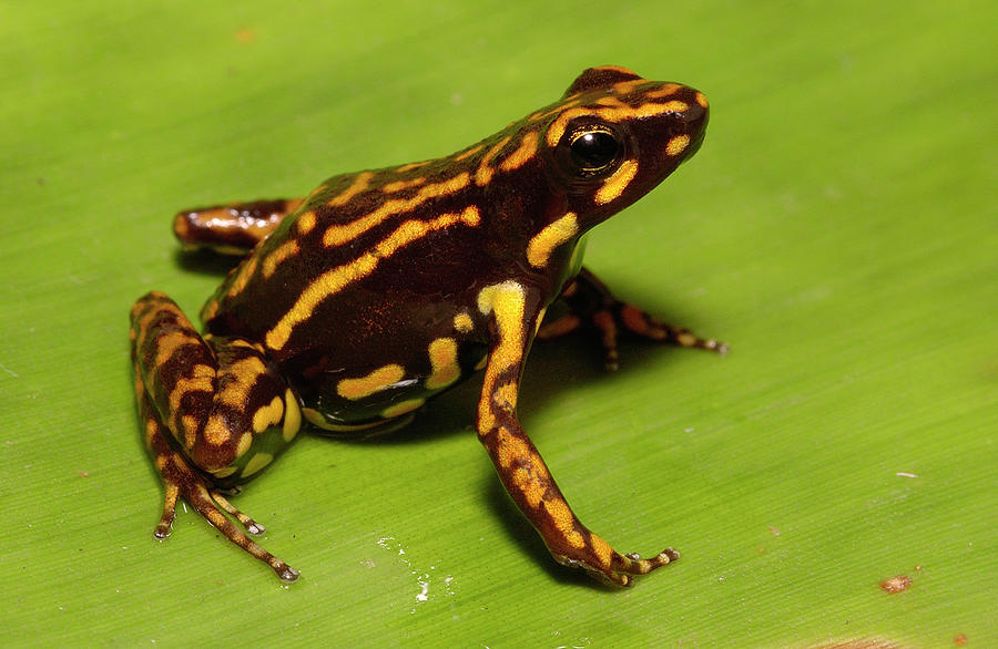 Poison Dart Frog Epipedobates Sp New Photograph by Pete Oxford