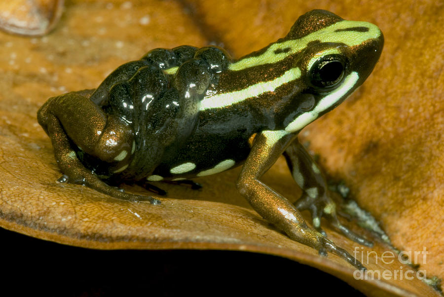 Animal Photograph - Poison Frog With Eggs by Dante Fenolio
