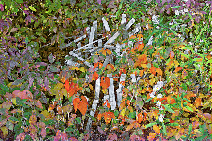 Fall Painting - Poison Ivy and Pickets by Peter J Sucy