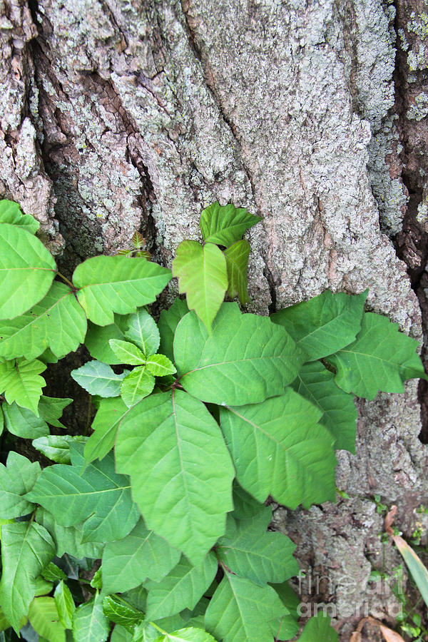 Poison Ivy Photograph by Photo Researchers, Inc.