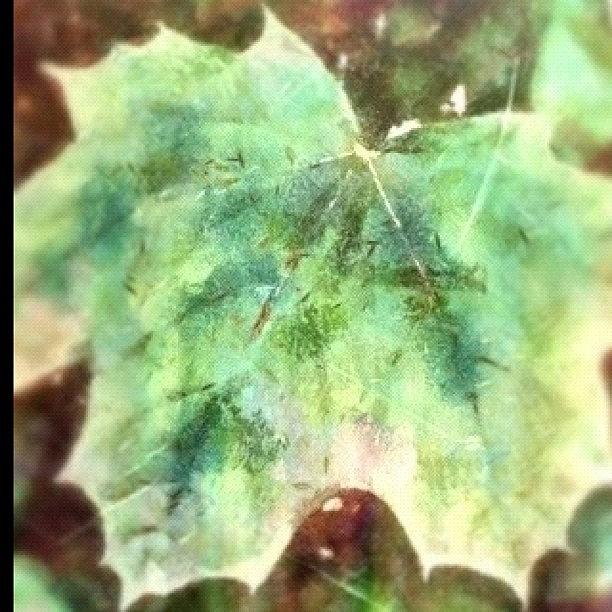 Nature Photograph - poison Oak, Some Boyhood Bravery by Carrie Mroczkowski