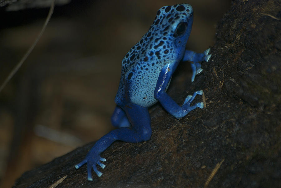 Animal Digital Art - Poisonous Blue Frog 01 by Thomas Woolworth