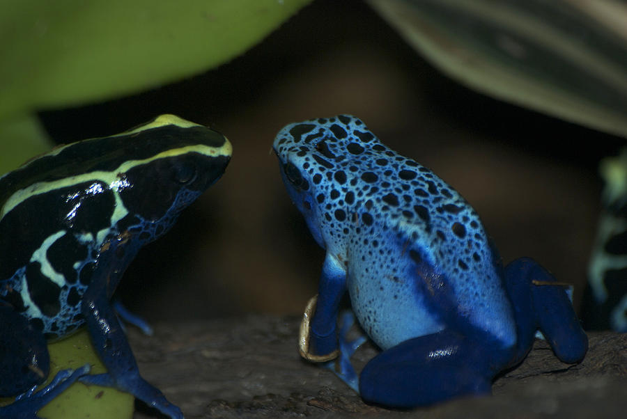 Animal Digital Art - Poisonous Blue Frog 04 by Thomas Woolworth