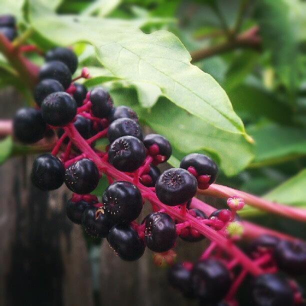 Nature Photograph - Pokeweed Berries by Joanna Boot