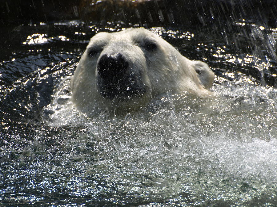 Polar Bear 1 Photograph by Jeffrey Peterson