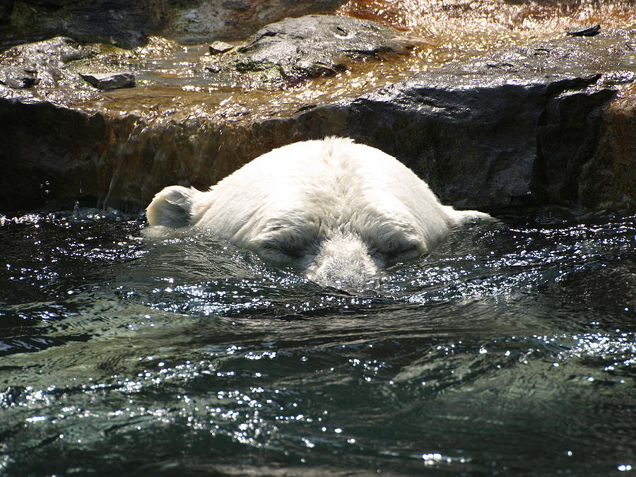 Polar Bear 2 Photograph by Jeffrey Peterson
