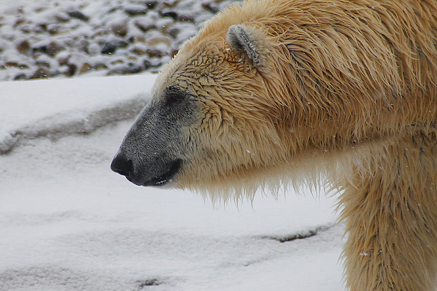 Polar Bear 2 Photograph by Scott Hovind