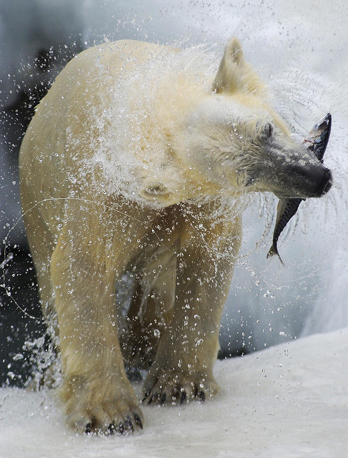 Polar Bear 2 Photograph by Wade Aiken
