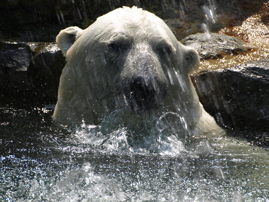 Polar Bear 3 Photograph by Jeffrey Peterson