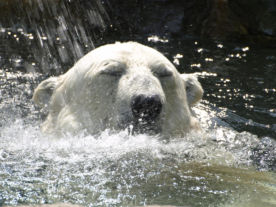 Polar Bear 4 Photograph by Jeffrey Peterson