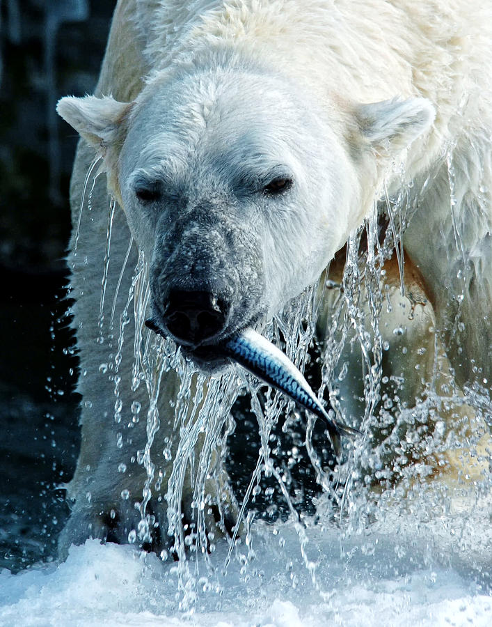 Polar Bear 4 Photograph by Wade Aiken