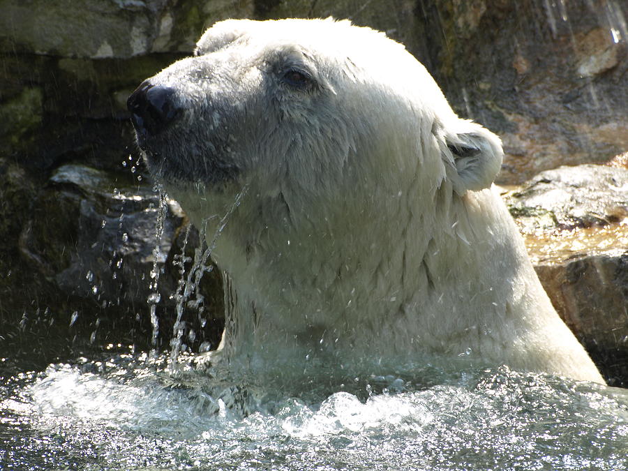 Polar Bear 5 Photograph by Jeffrey Peterson