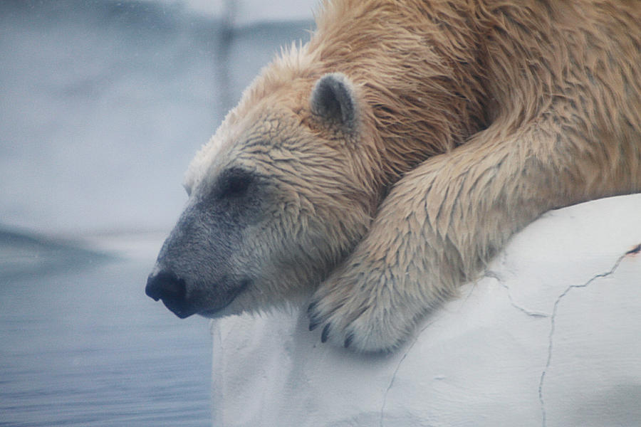 Polar Bear 6 Photograph by Scott Hovind
