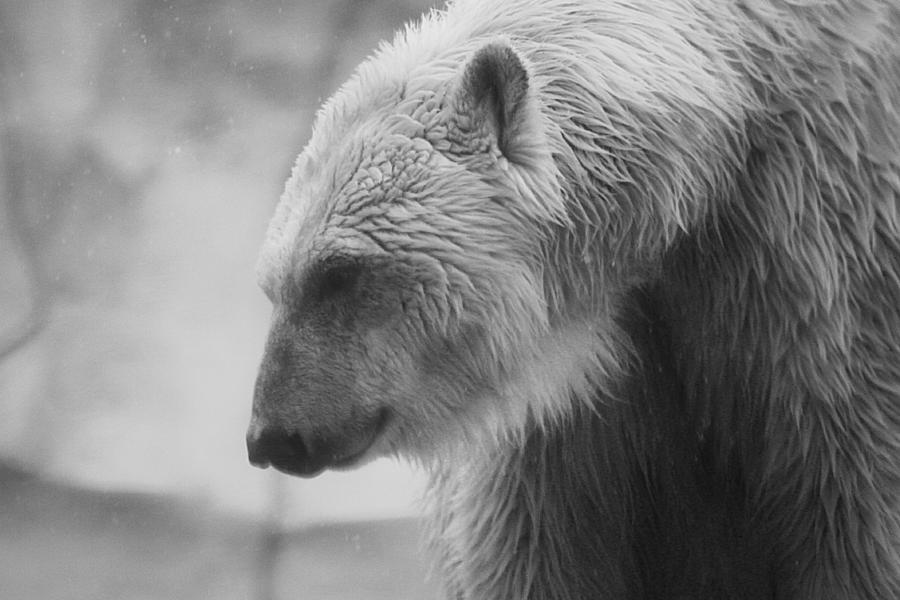 Detroit Photograph - Polar Bear 7 by Scott Hovind