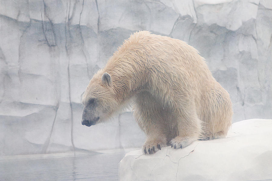 Detroit Photograph - Polar Bear 8 by Scott Hovind