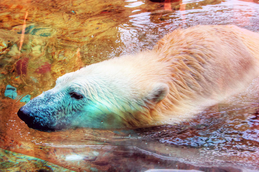 Polar Bear-A Little Swim Photograph by Barry Jones