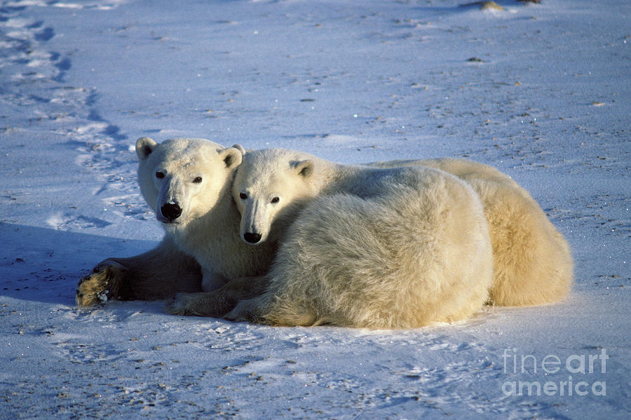 Polar Bear and Cub Photograph by Francois Gohier and Photo Researchers
