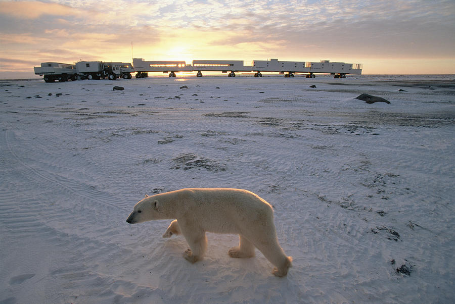 Polar Bear And Tundra Buggies Full Photograph by Flip Nicklin