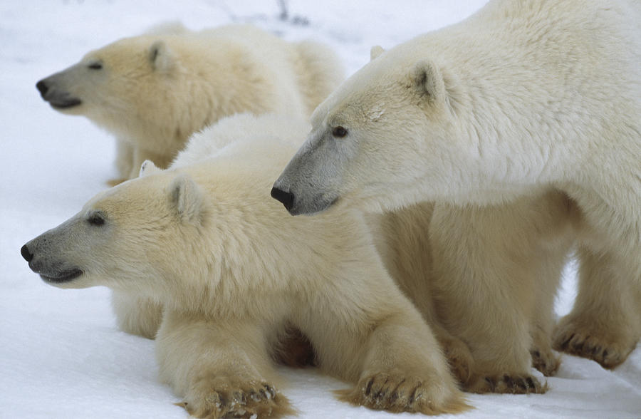 Polar Bear And Two Large Cubs Sniffing Photograph by Norbert Rosing