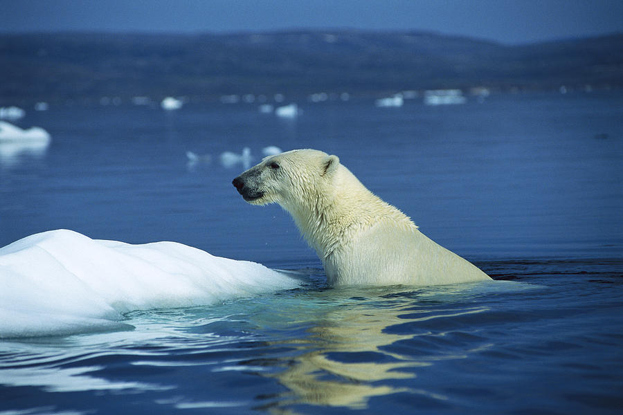 Polar Bear Climbing Out Of Arctic Photograph by Flip Nicklin