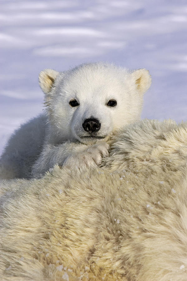 Polar Bear Cub Canada Photograph by Suzi Eszterhas