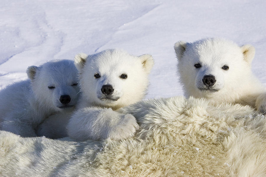 Polar Bear Cubs Peeking Over Mother Photograph by Suzi Eszterhas