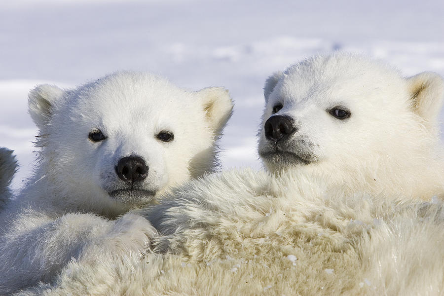 Polar Bear Cubs Ursus Maritimus  Photograph by Suzi Eszterhas