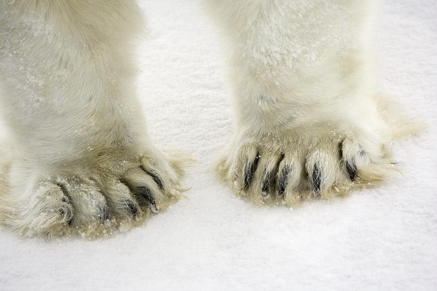 Polar Bear Feet Photograph by Richard Wear