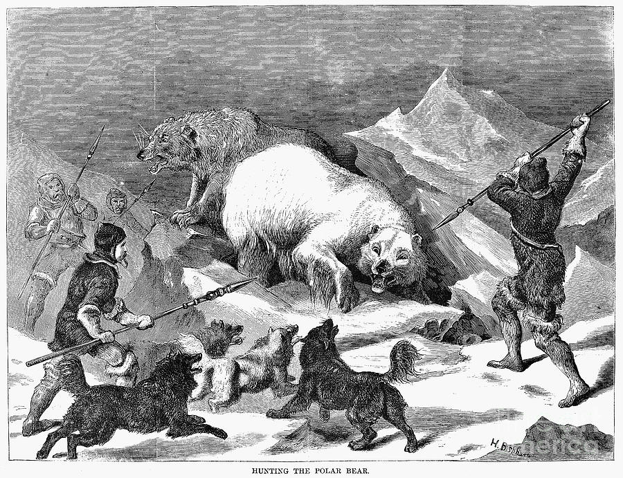 Polar Bear Hunt, 1868 Photograph by Granger