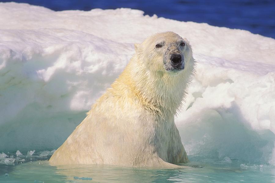 Bear Photograph - Polar Bear In Ice Pool by John Pitcher