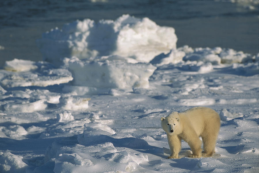 Polar Bear Lone Yearling On Shore Photograph by Suzi Eszterhas