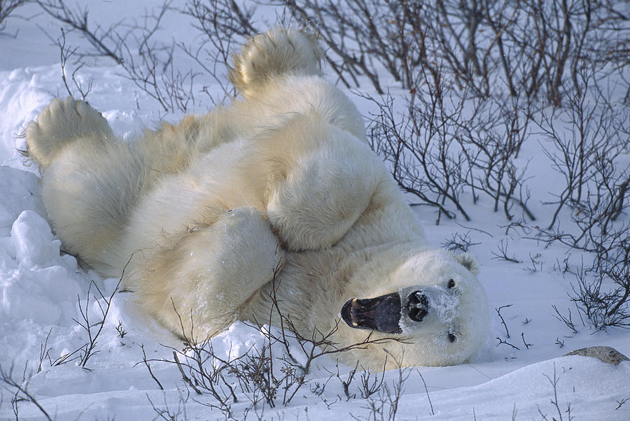Polar Bear Male Stretching And Yawning Photograph by Suzi Eszterhas
