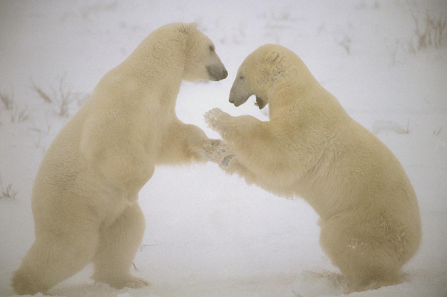 Polar Bear Males Sparring Churchill Photograph by Flip Nicklin