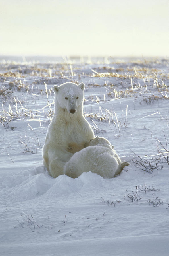 Polar Bear Mother Nursing Cub Churchill Photograph by Flip Nicklin