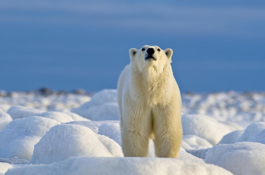 Polar Bear On Ice Photograph by Dennis Fast